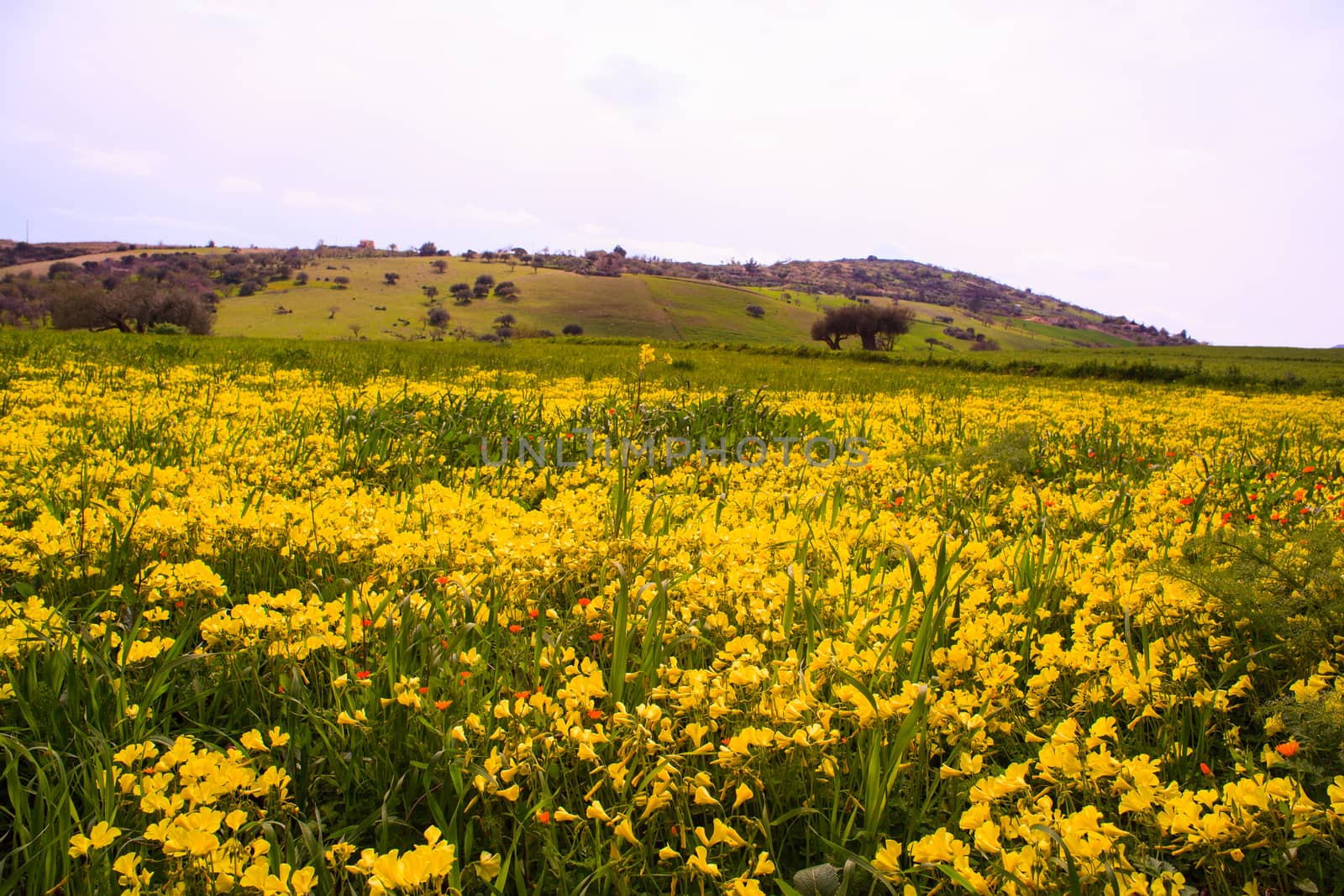 View of Sicilian field covered by yellow flowers