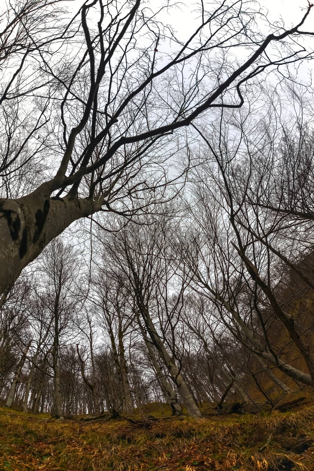 Abstract hoto of some winter branches closeup