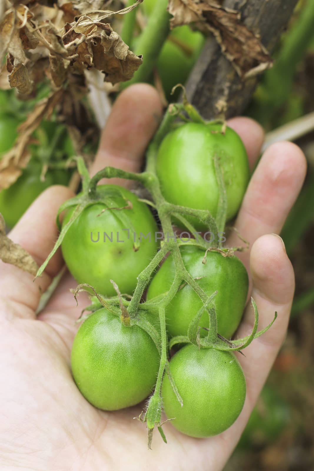 Bush Of Green Tomato In The Garden in man hands