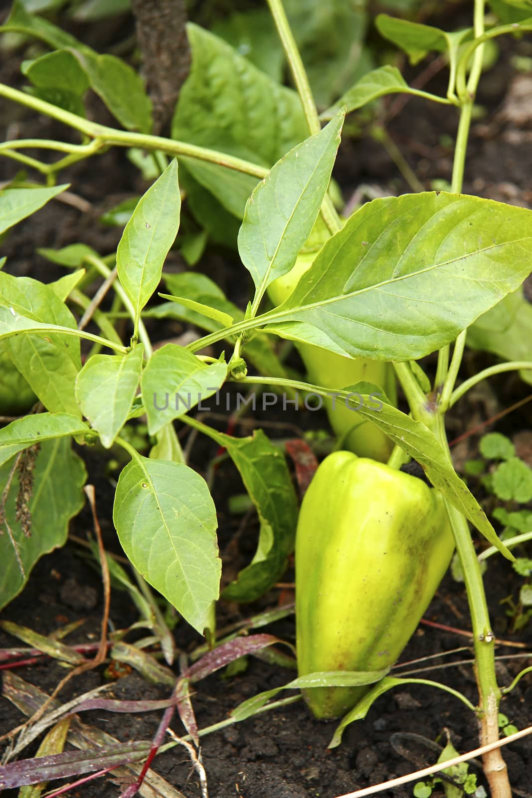 Green Sweet Pepper Growing On The Bed