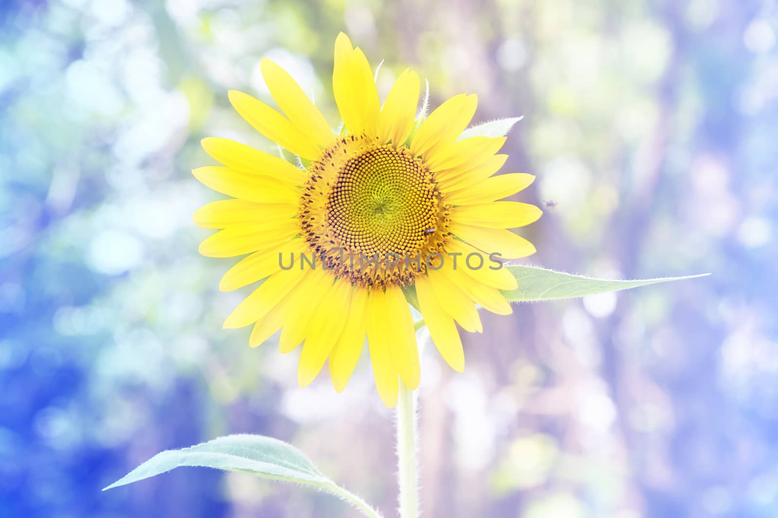 yellow sunflowers and sun softlight