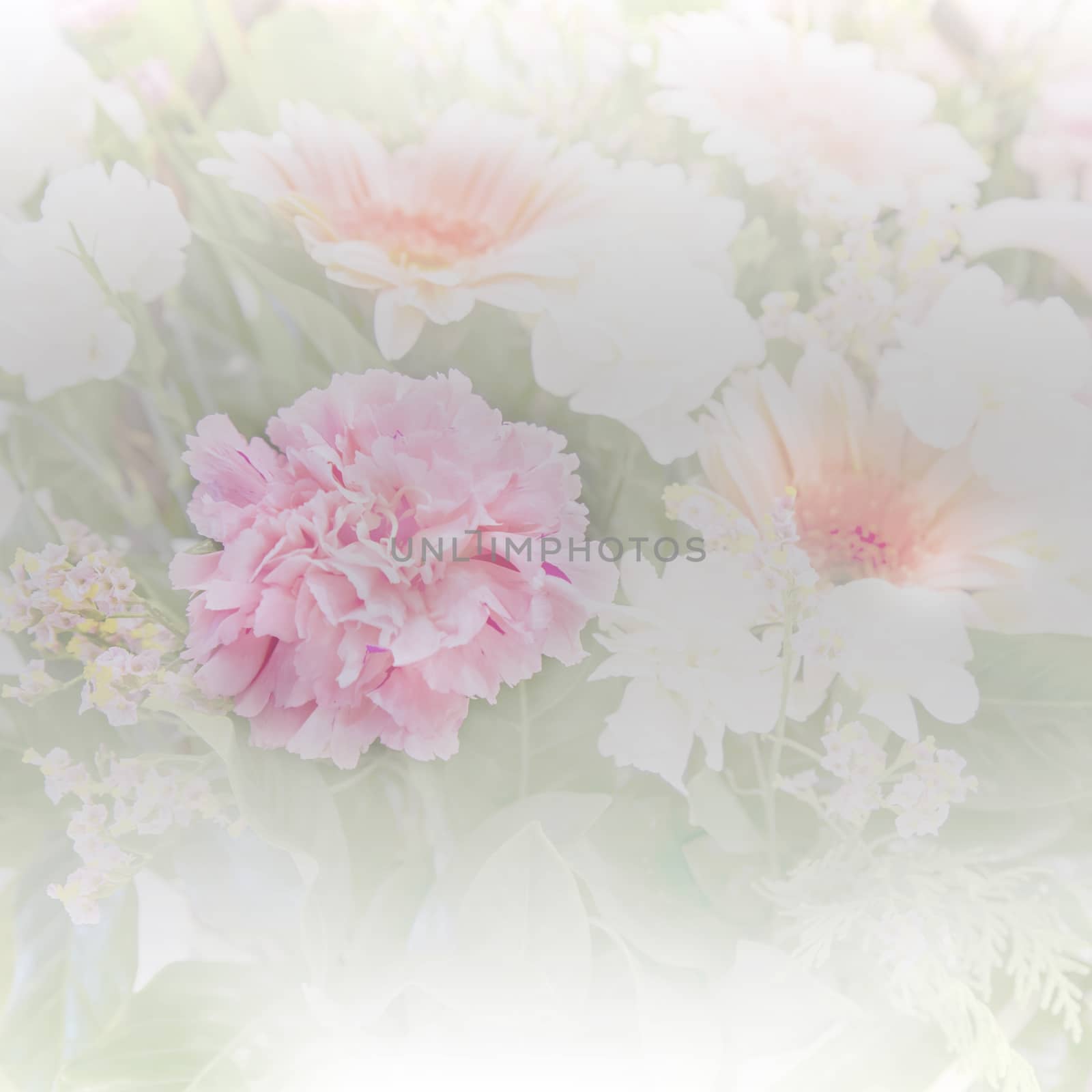 carnations in the morning softlight by amnarj2006