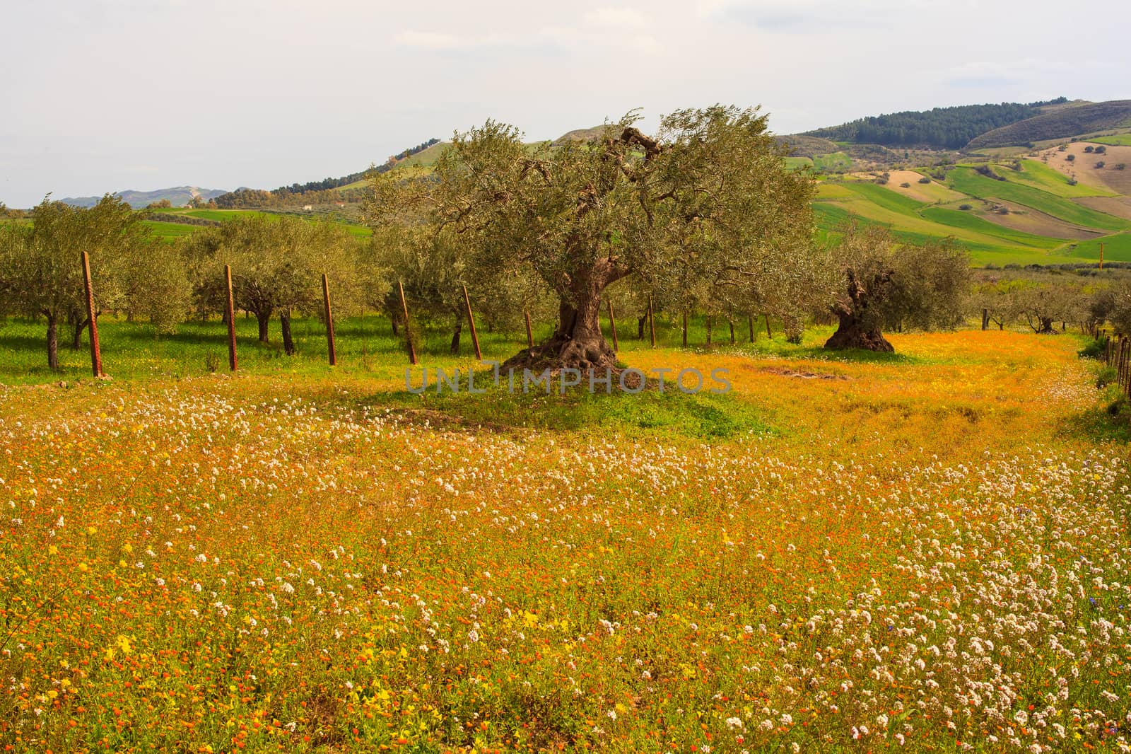 View of Sicilian countryside in the spring season, Olive trees and colorful flowers