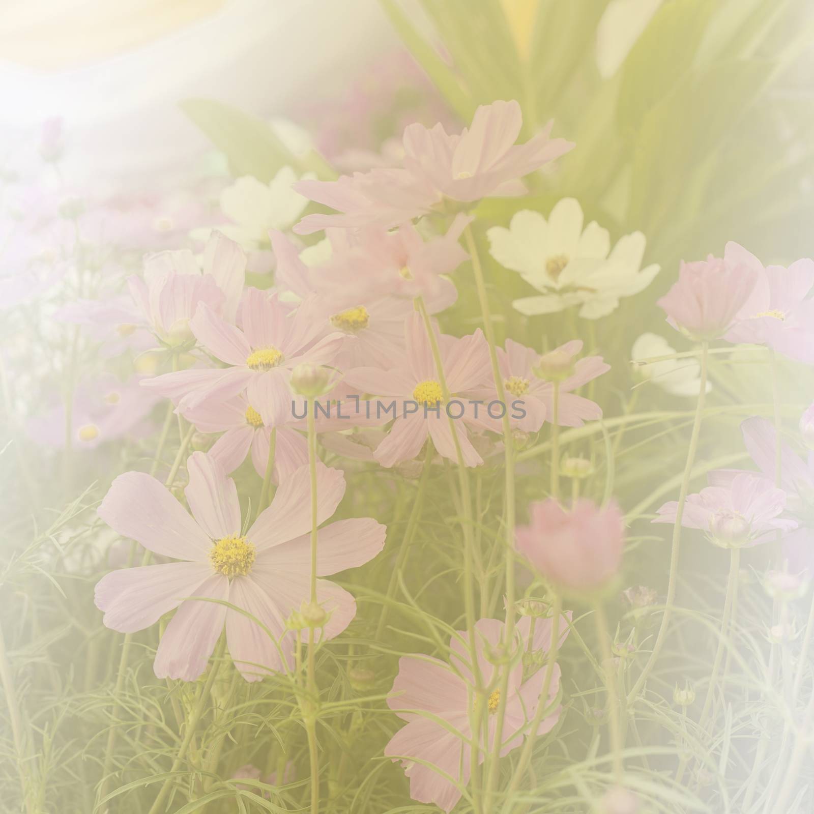 beautiful flowers made with color filters soft focus