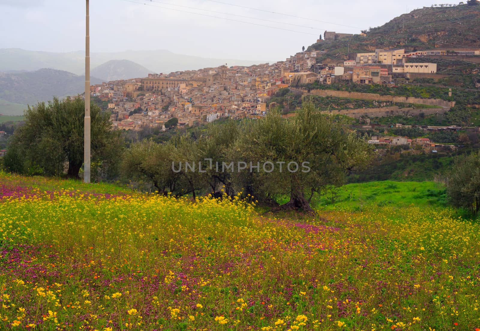 View of Sicilian countryside in the spring season, Olive trees and colorful flowers