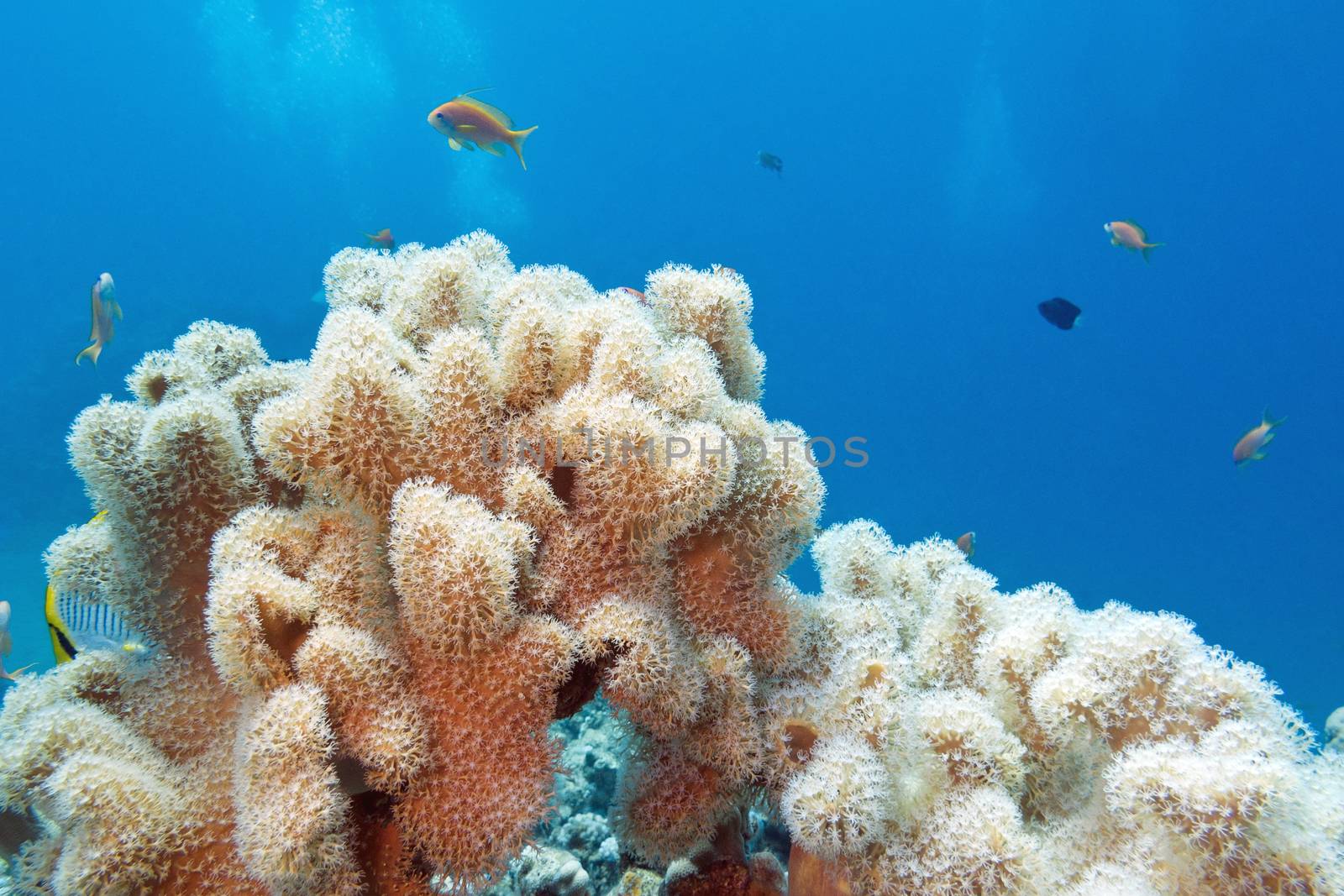 coral reef with great  sarcophyton coral at the bottom of tropical sea on a background of blue water