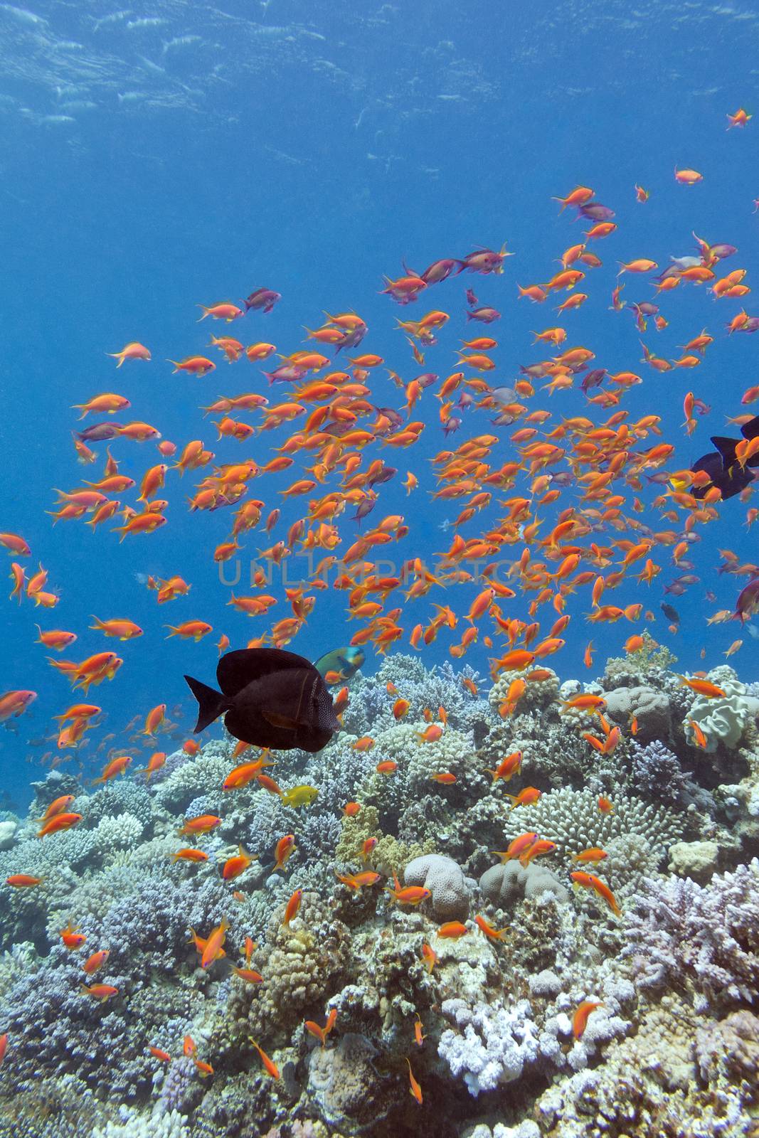 colorful coral reef with shoal of fishes scalefin anthias in tropical sea