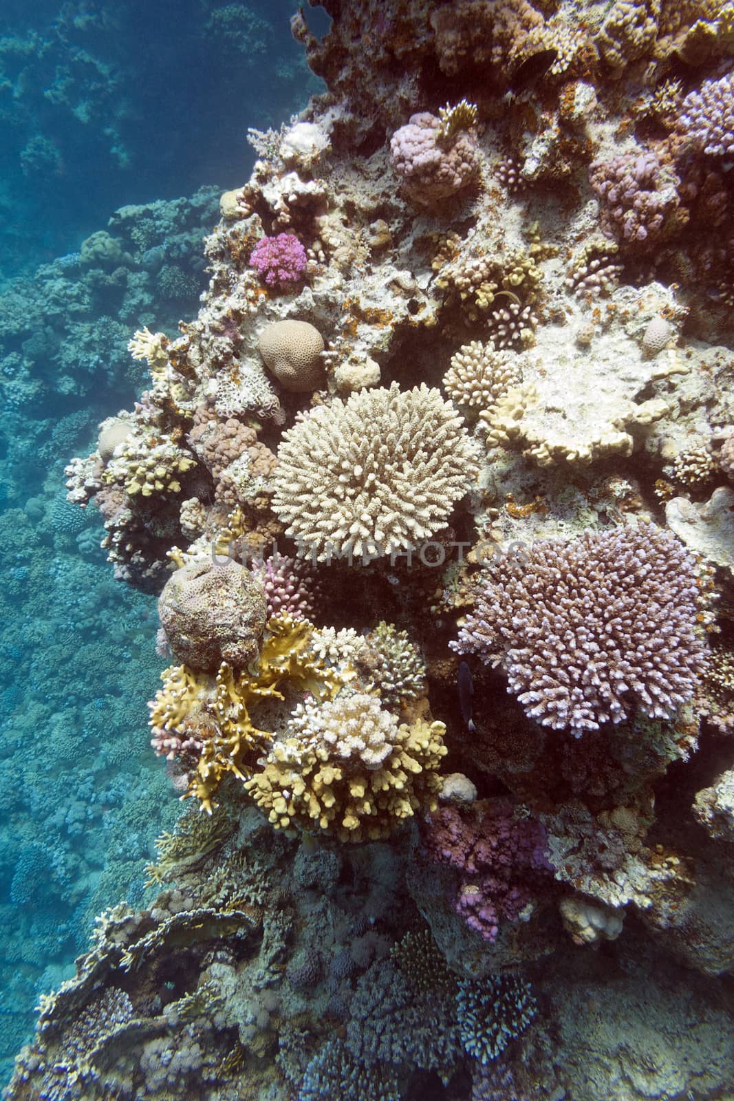 colorful coral reef with hard corals at the bottom of tropical sea , underwater