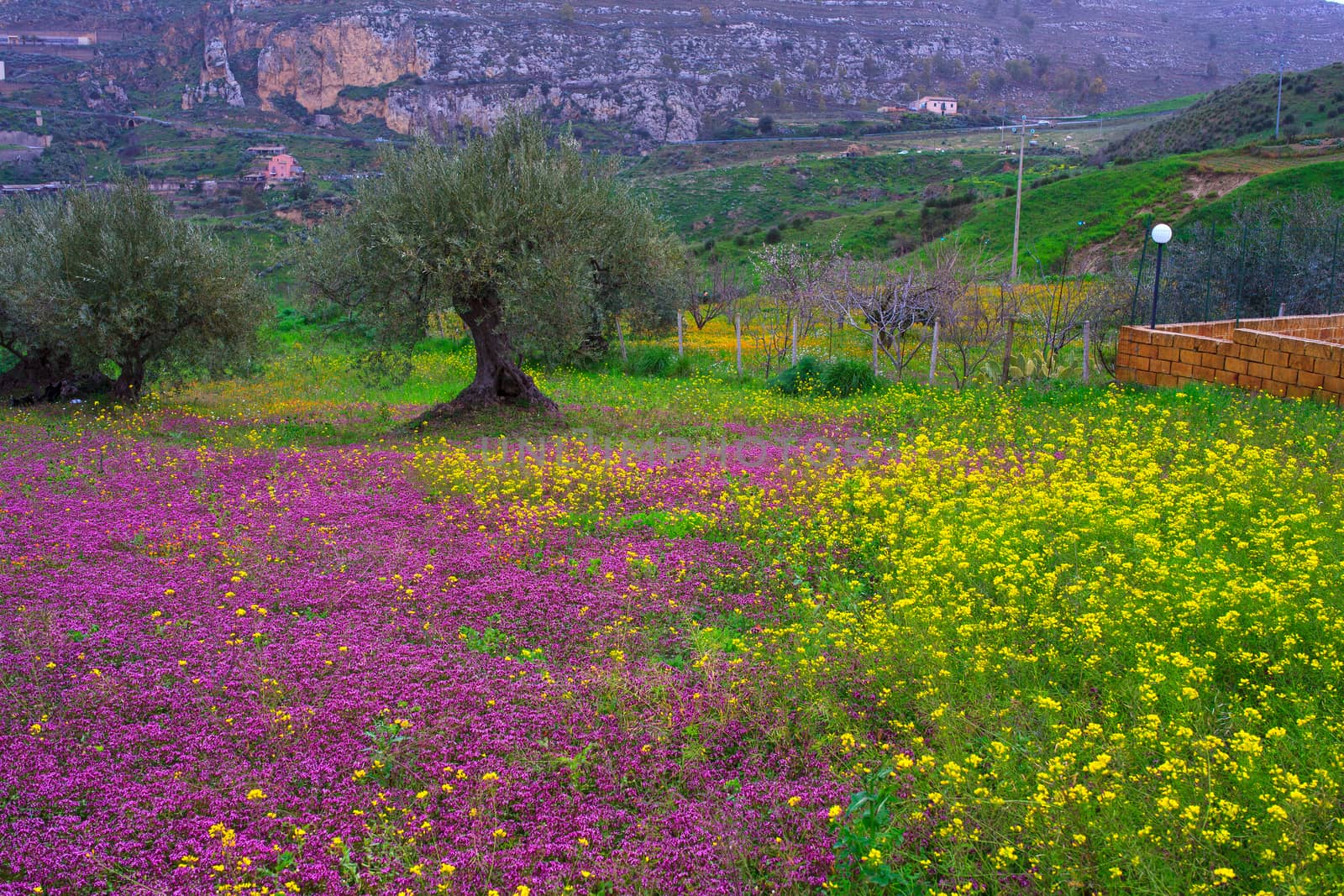 View of Sicilian countryside in the spring season, Olive trees and colorful flowers