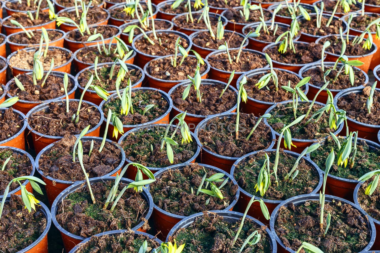 flower seedlings in pots, grown in greenhouses