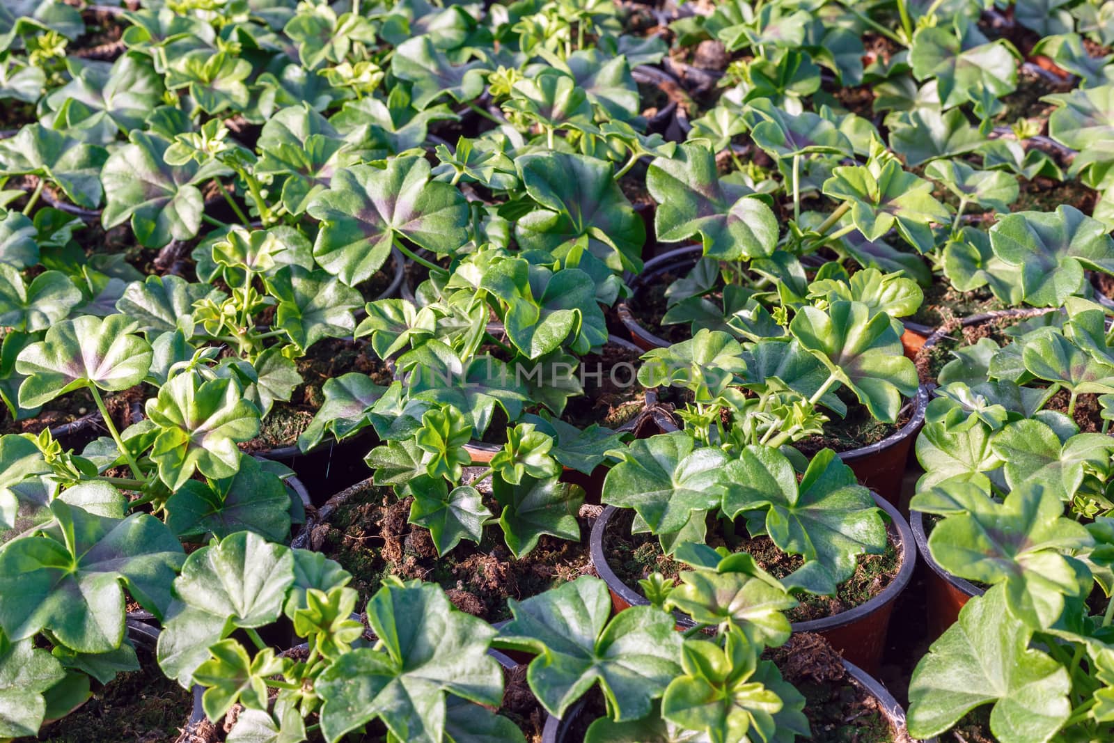 flower seedlings in pots, grown in greenhouses