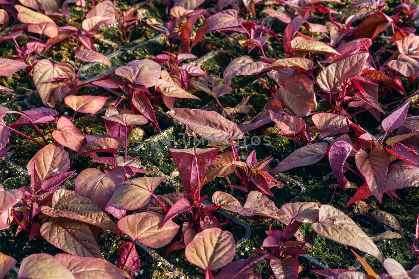 flower seedlings in pots, grown in greenhouses