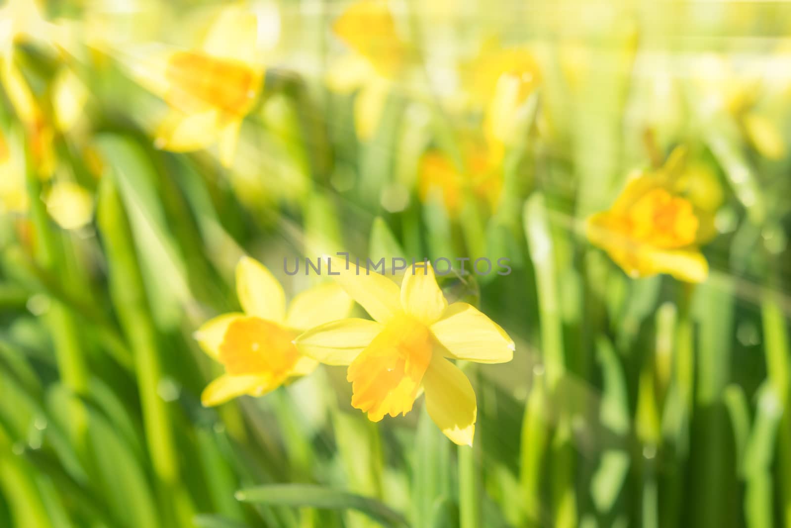 Spring blossom narcissus daffodils yellow sunlit flowers with su by servickuz