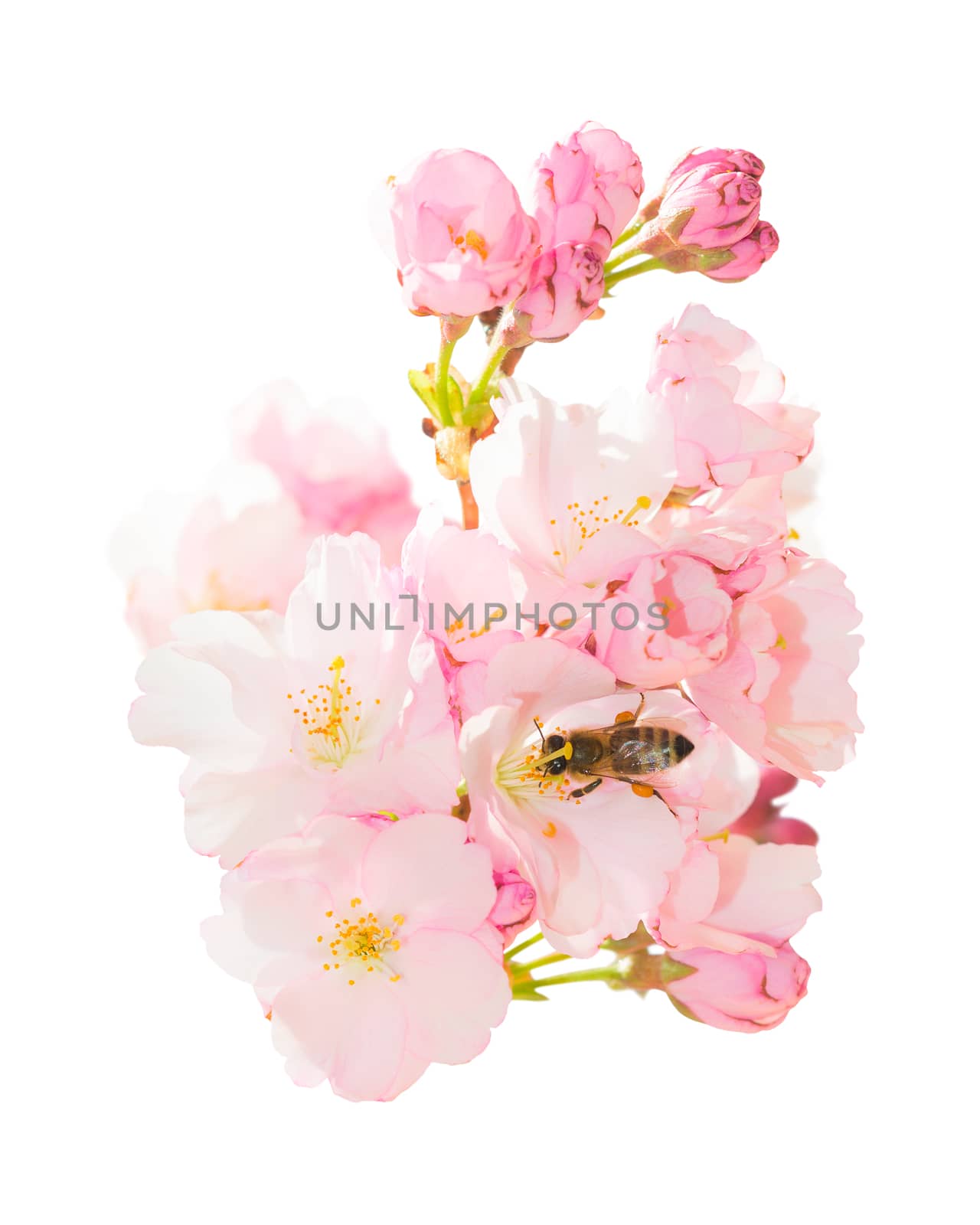 Isolated bunch spring blossom pink flowers with honeybee obtaini by servickuz