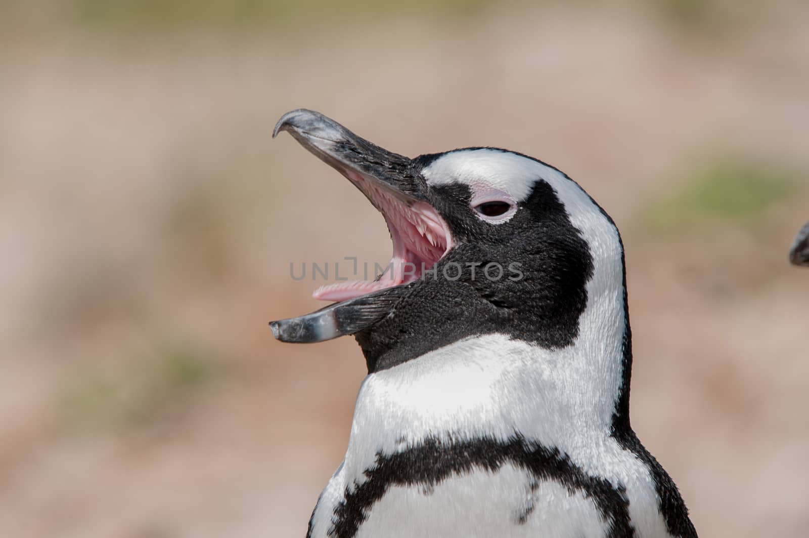 The Boulders section of the Table Mountain National Park in Simons Town is home to a land-based colony of endangered African Penguins.