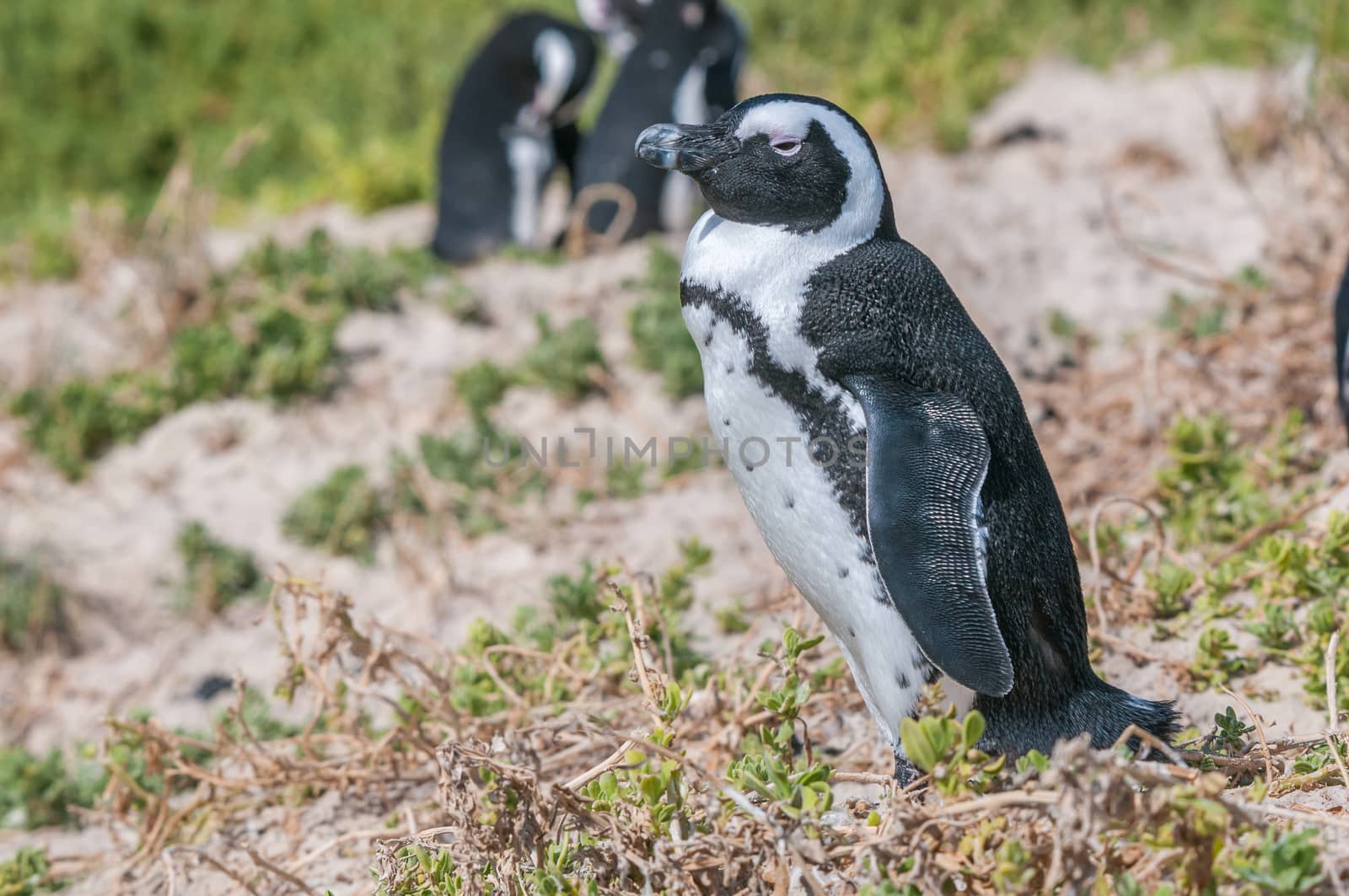 The Boulders section of the Table Mountain National Park in Simons Town is home to a land-based colony of endangered African Penguins.