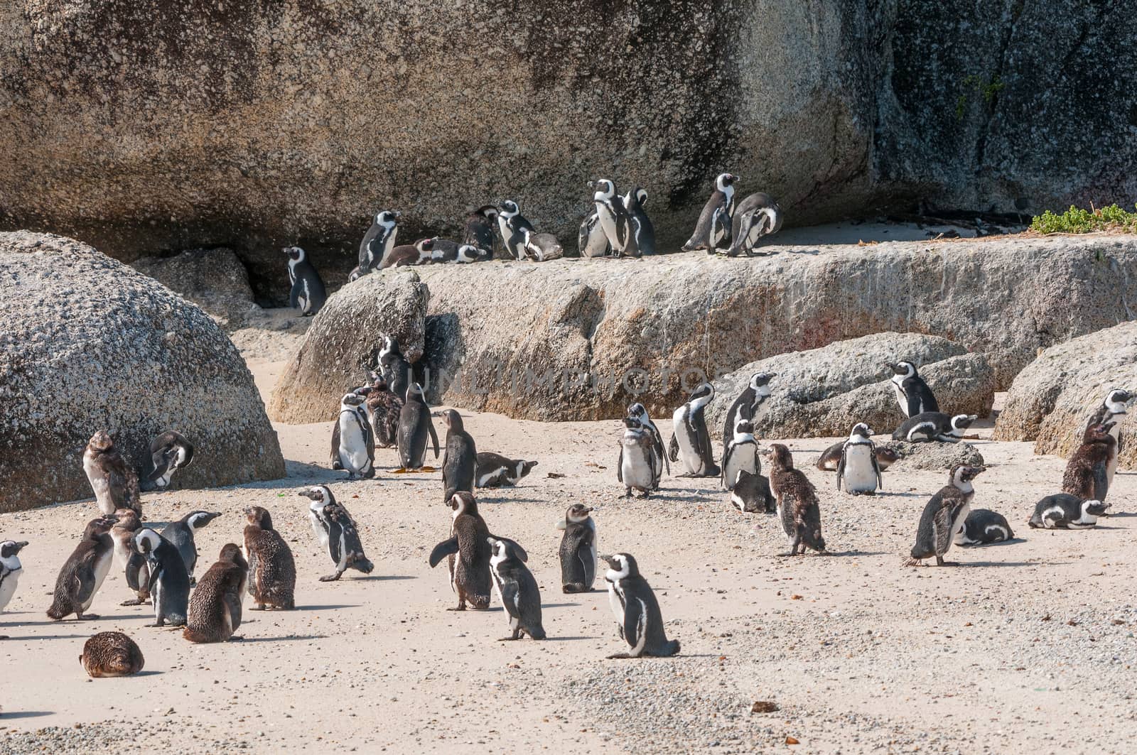 The Boulders section of the Table Mountain National Park in Simons Town is home to a land-based colony of endangered African Penguins.