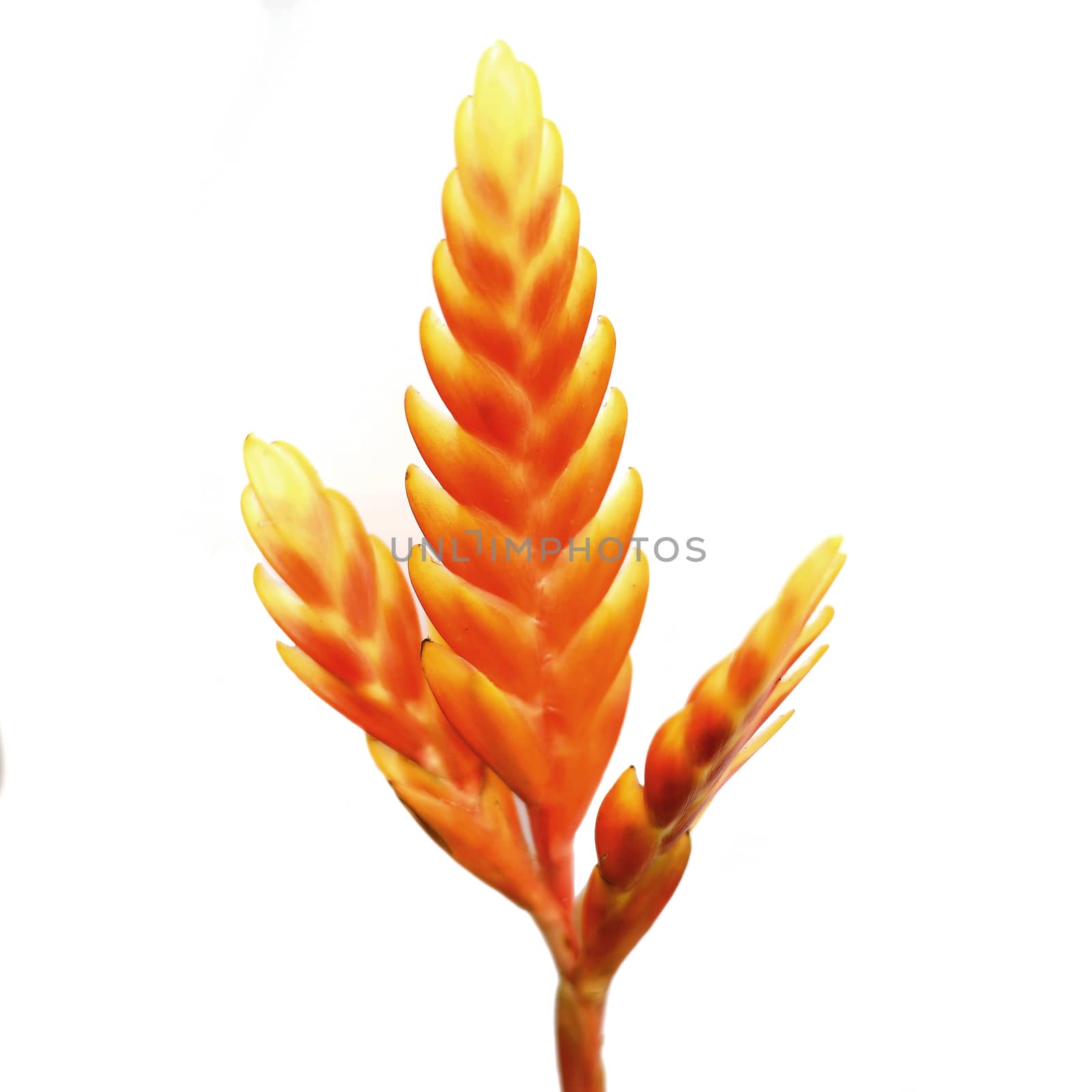 bromeliad or vriesea splendens flower isolated on white background
