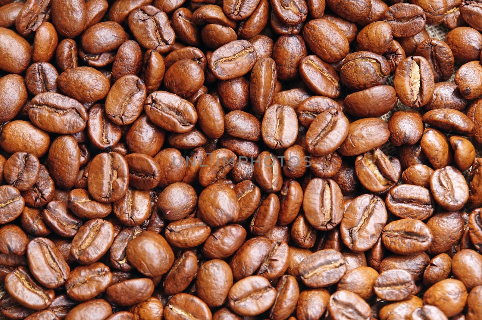 Background of coffee beans close-up                               