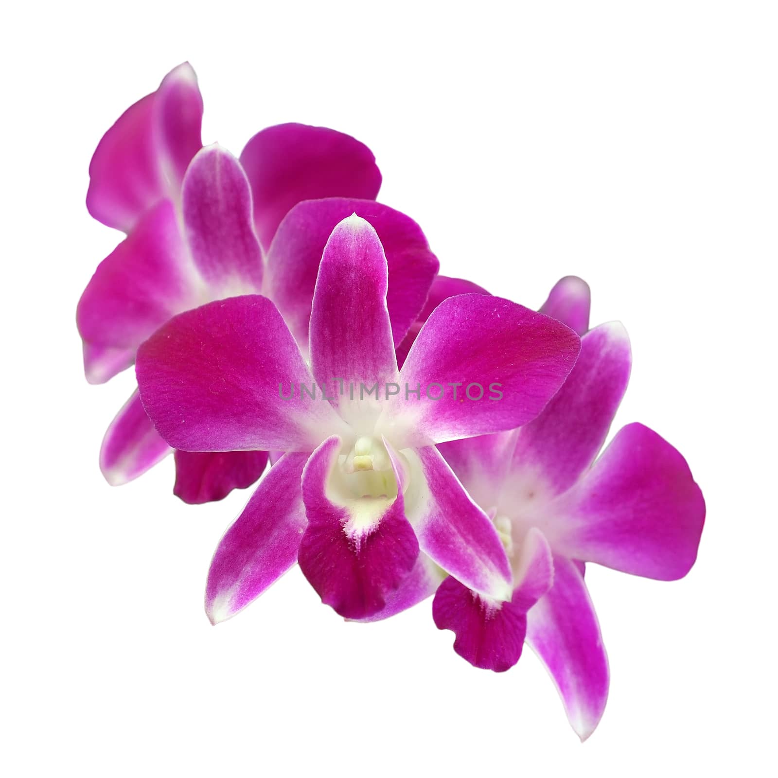 beautiful orchid flower  isolated on white background