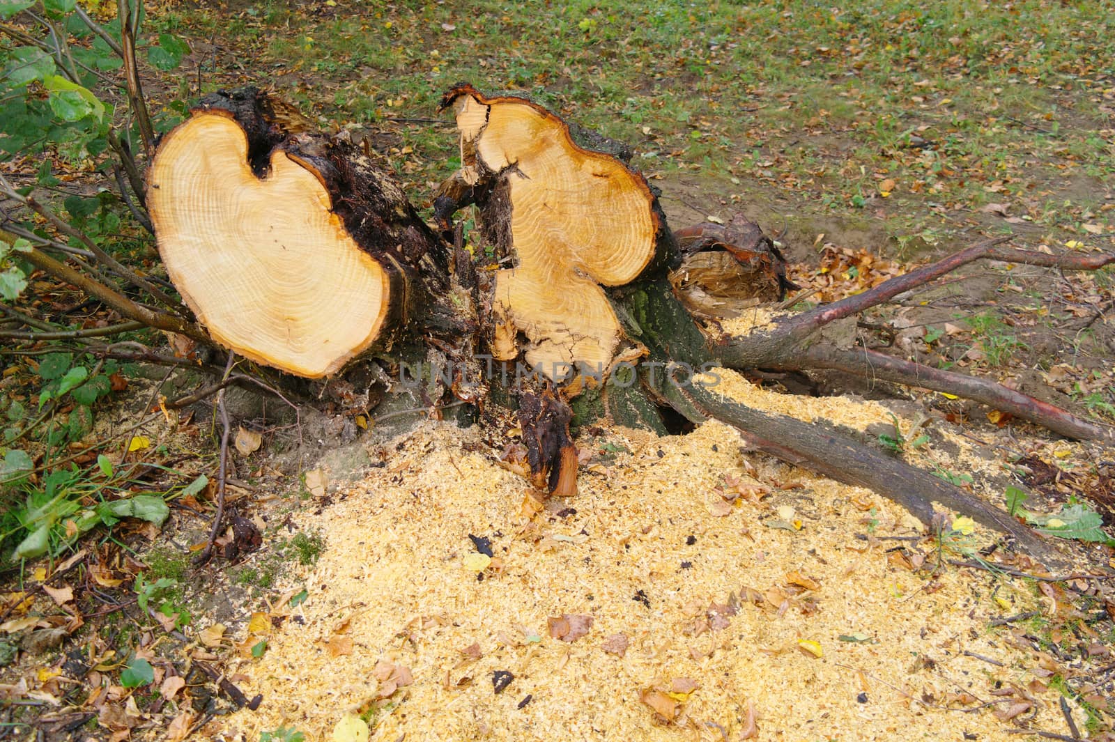 felled tree by zjyslav