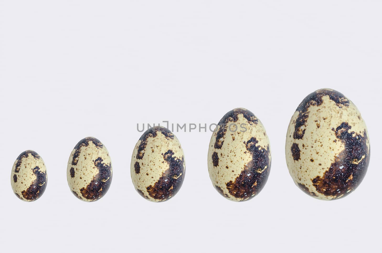 Different sized quail eggs in a row.
