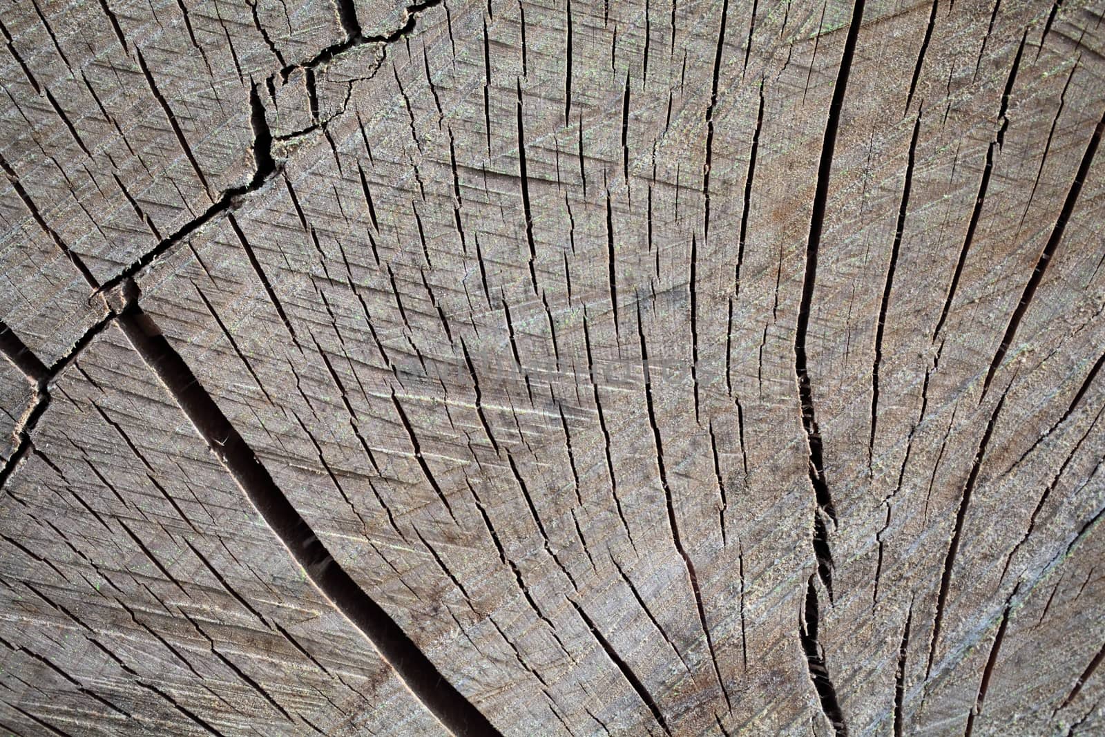 A macro photo of sawn wood as background.