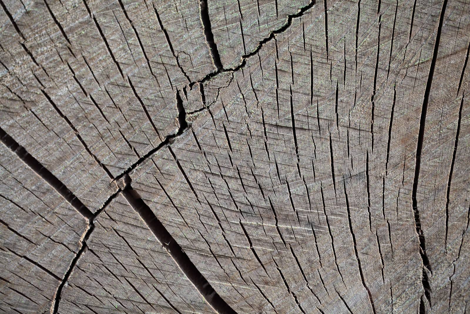 A macro photo of sawn wood as background.