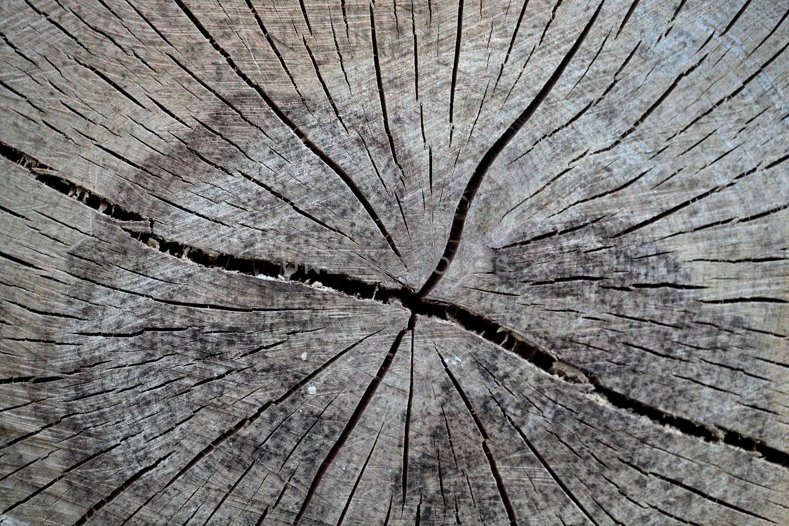 A macro photo of sawn wood as background.