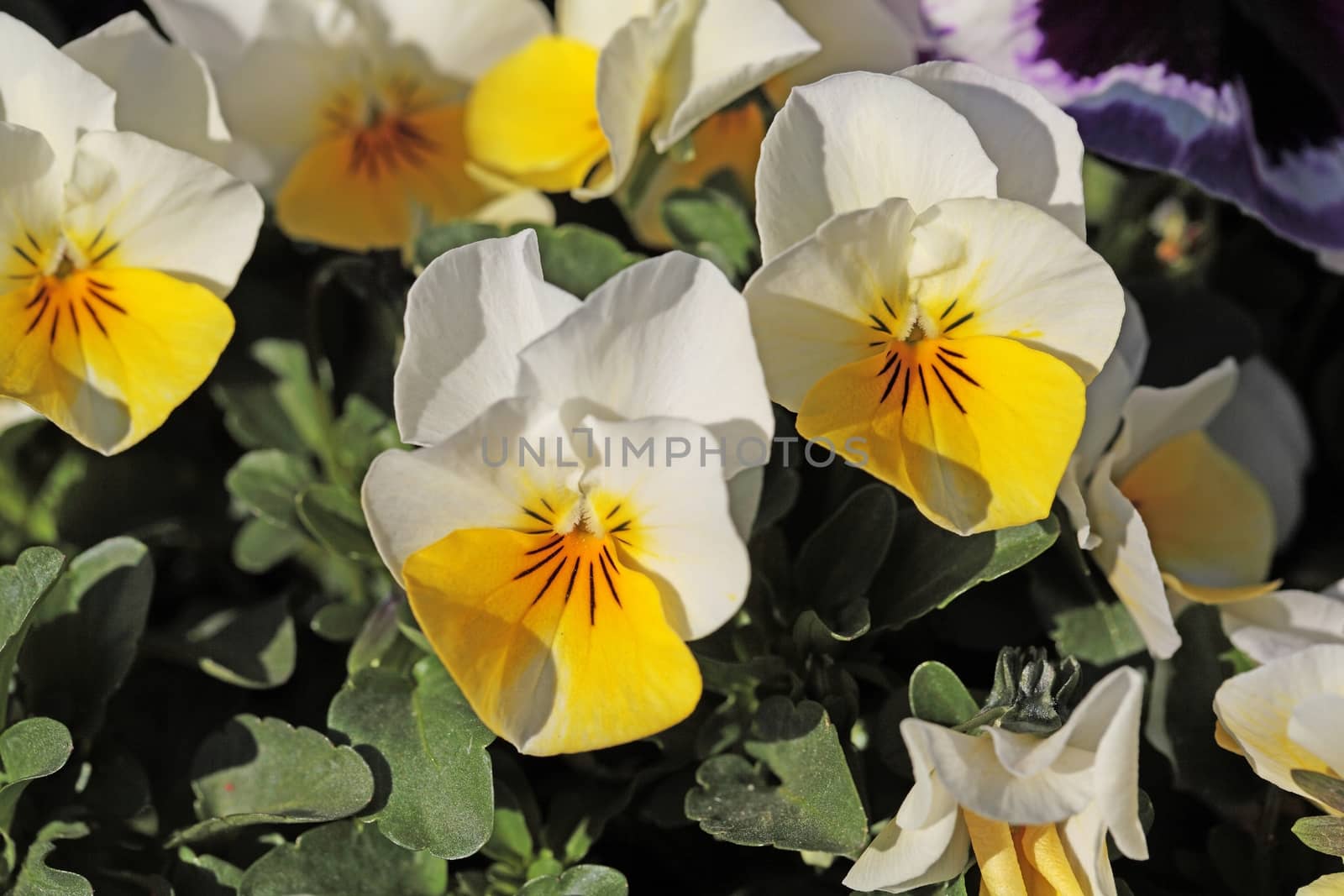 Macro photo of a pansy blossoms