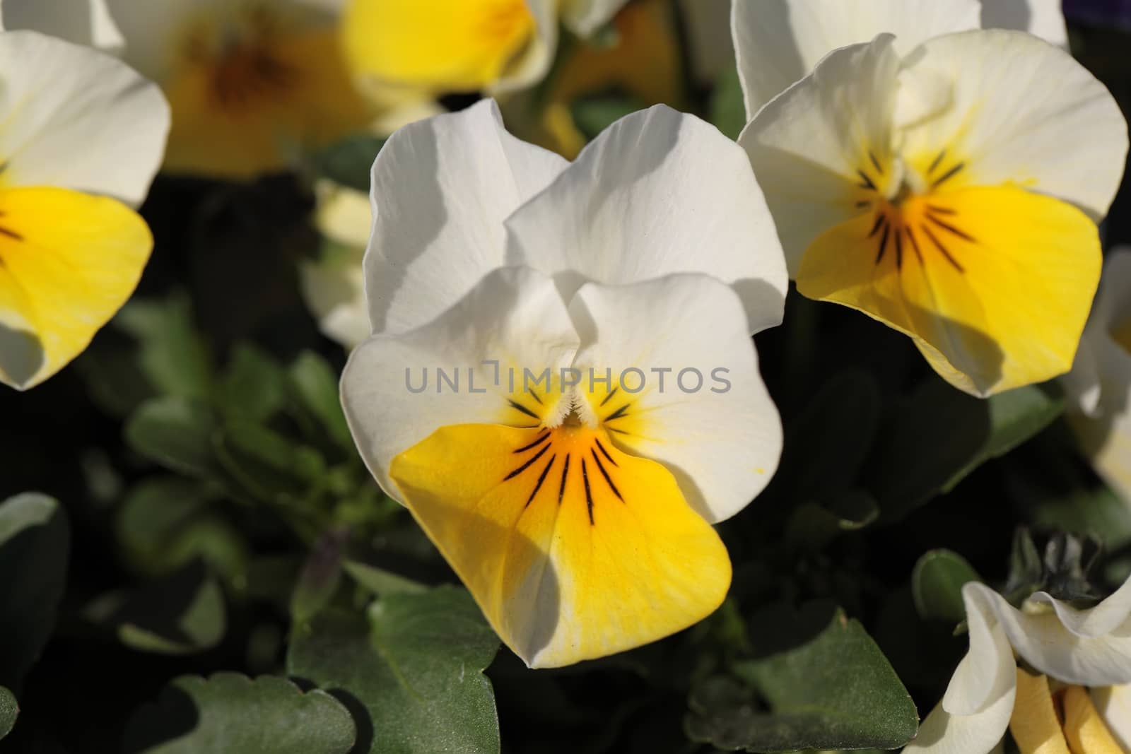 Macro photo of a pansy blossom