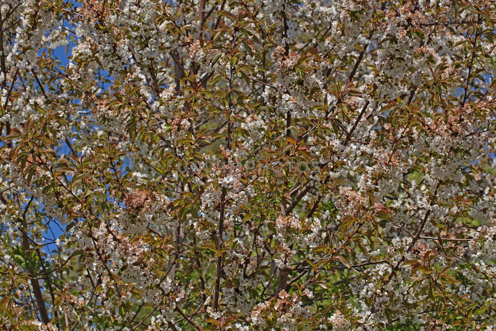 Cherry blossoms in springtime.