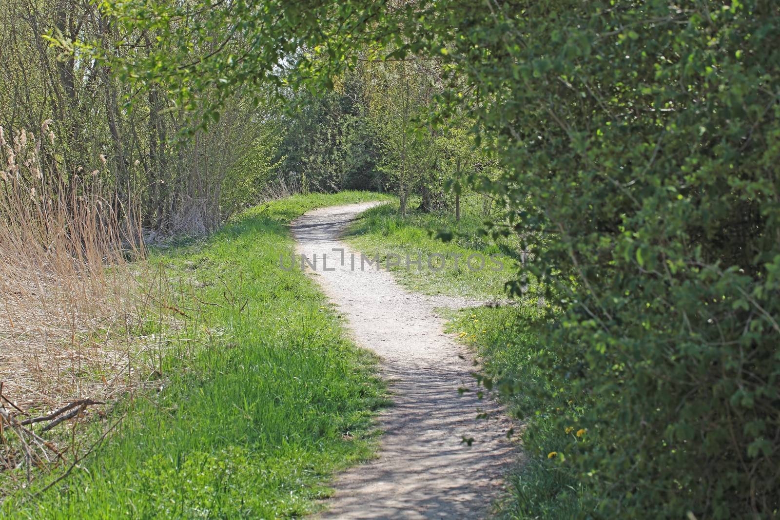 A small pathway in a park in springtime.