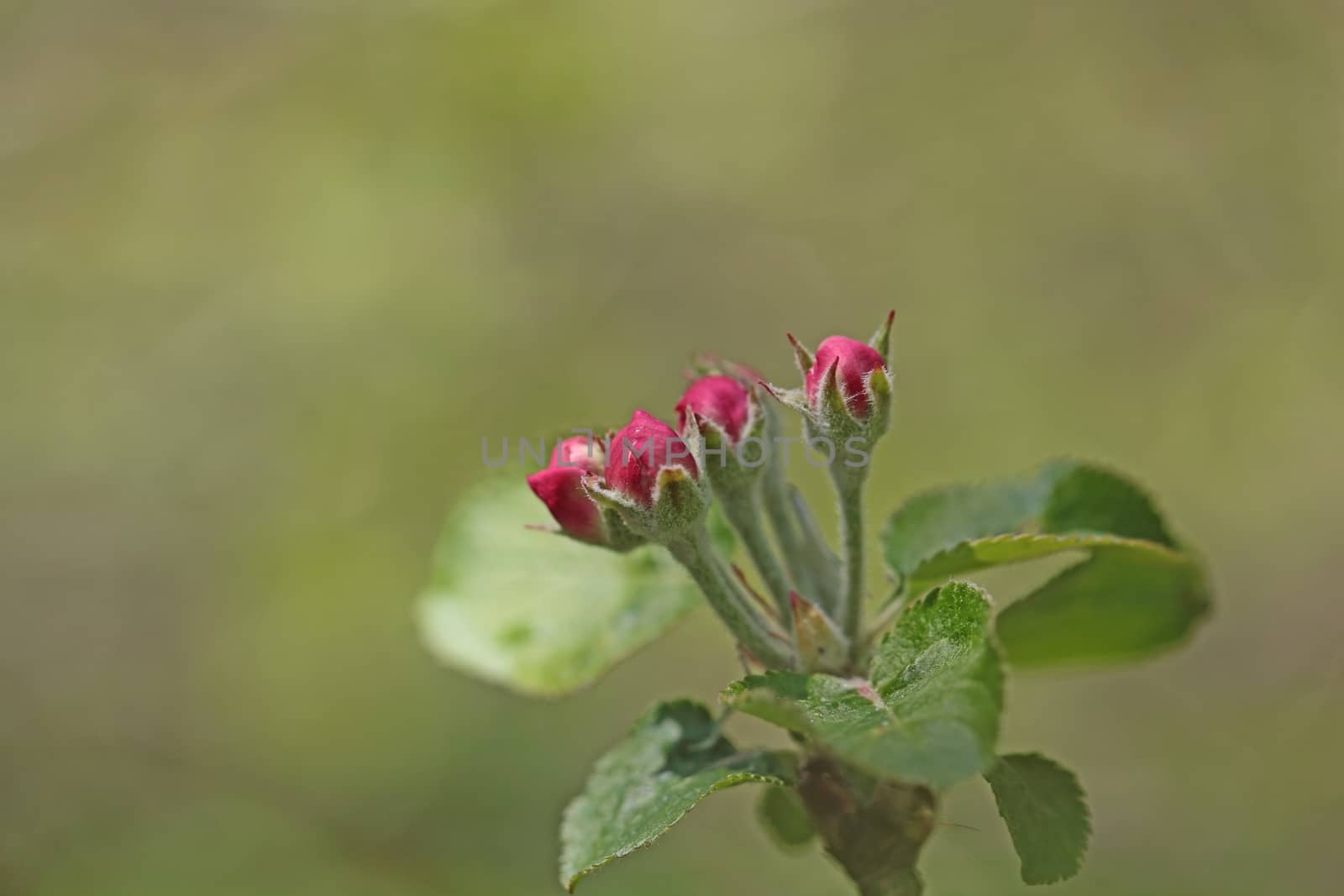 Macro photo of apple blossoms buds.