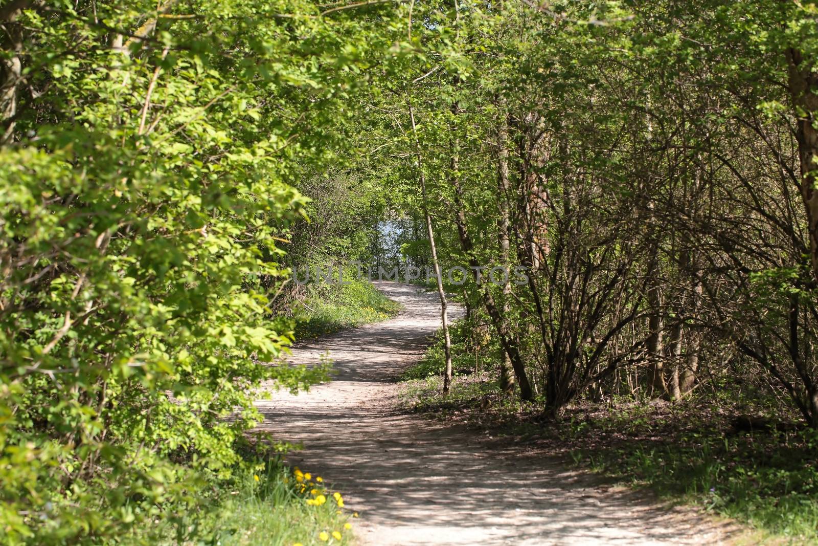 A small pathway in a park in springtime.