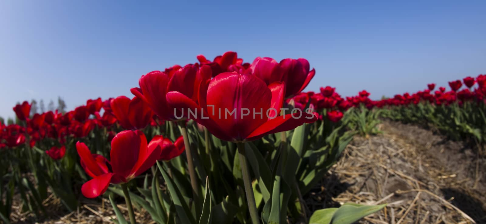 Flowers are blooming on the field, tulips