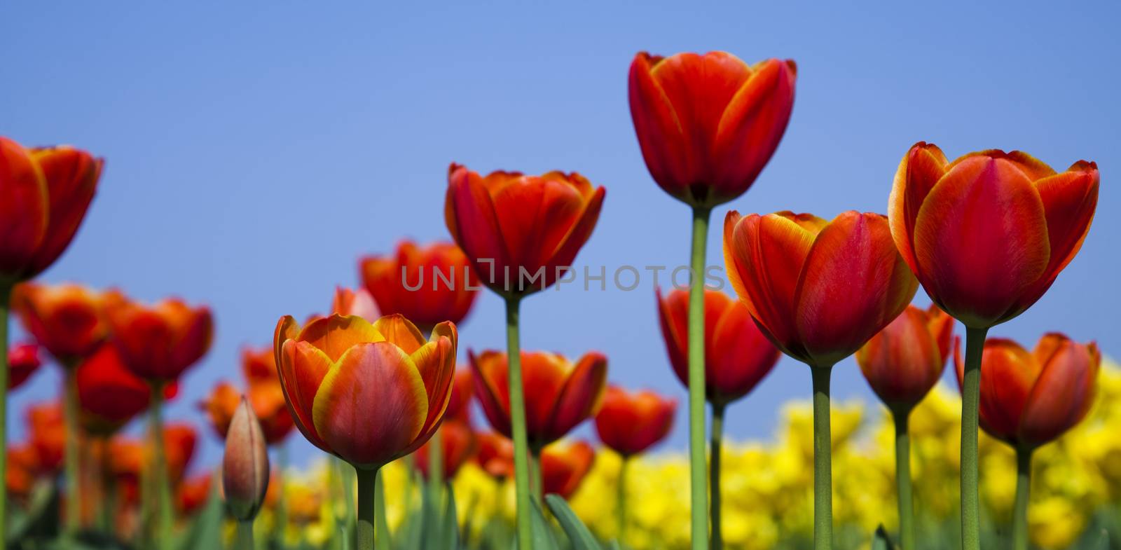 Field of tulips, colorful background by JanPietruszka