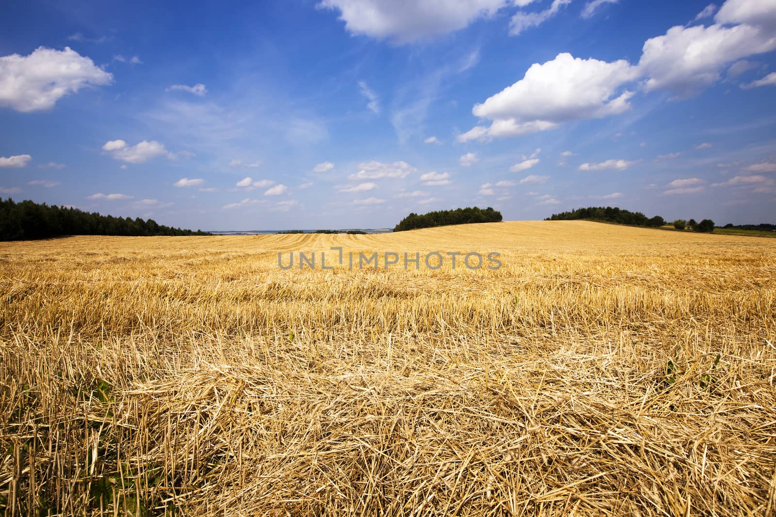 Ripe wheat on a field and blue sky with clouds