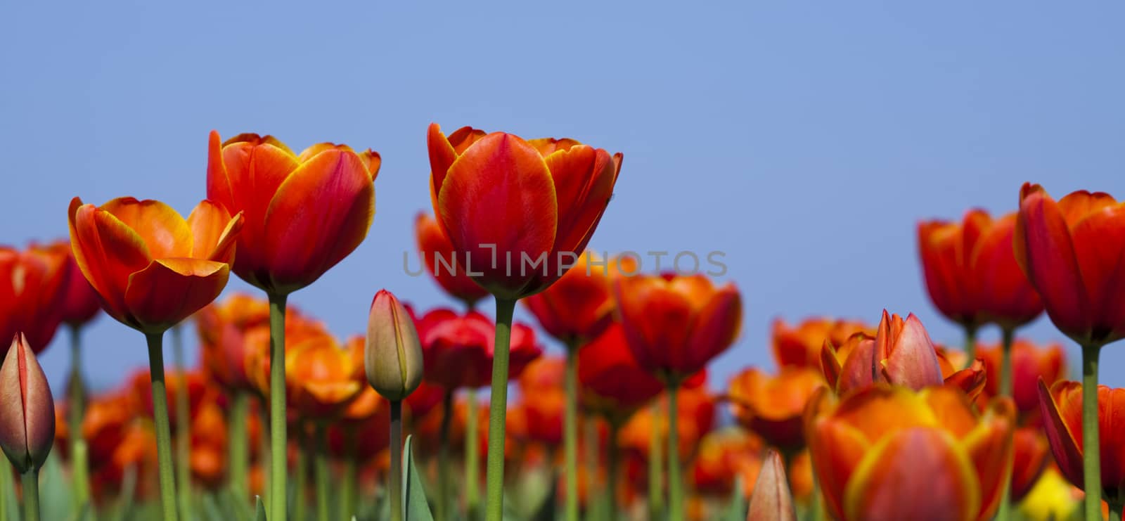 Fresh Beautiful Tulips, spring colorful vivid theme by JanPietruszka