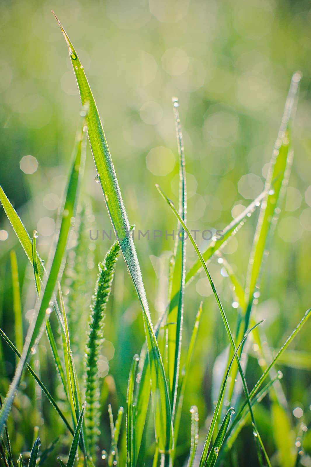 Raindrops on blades of grass