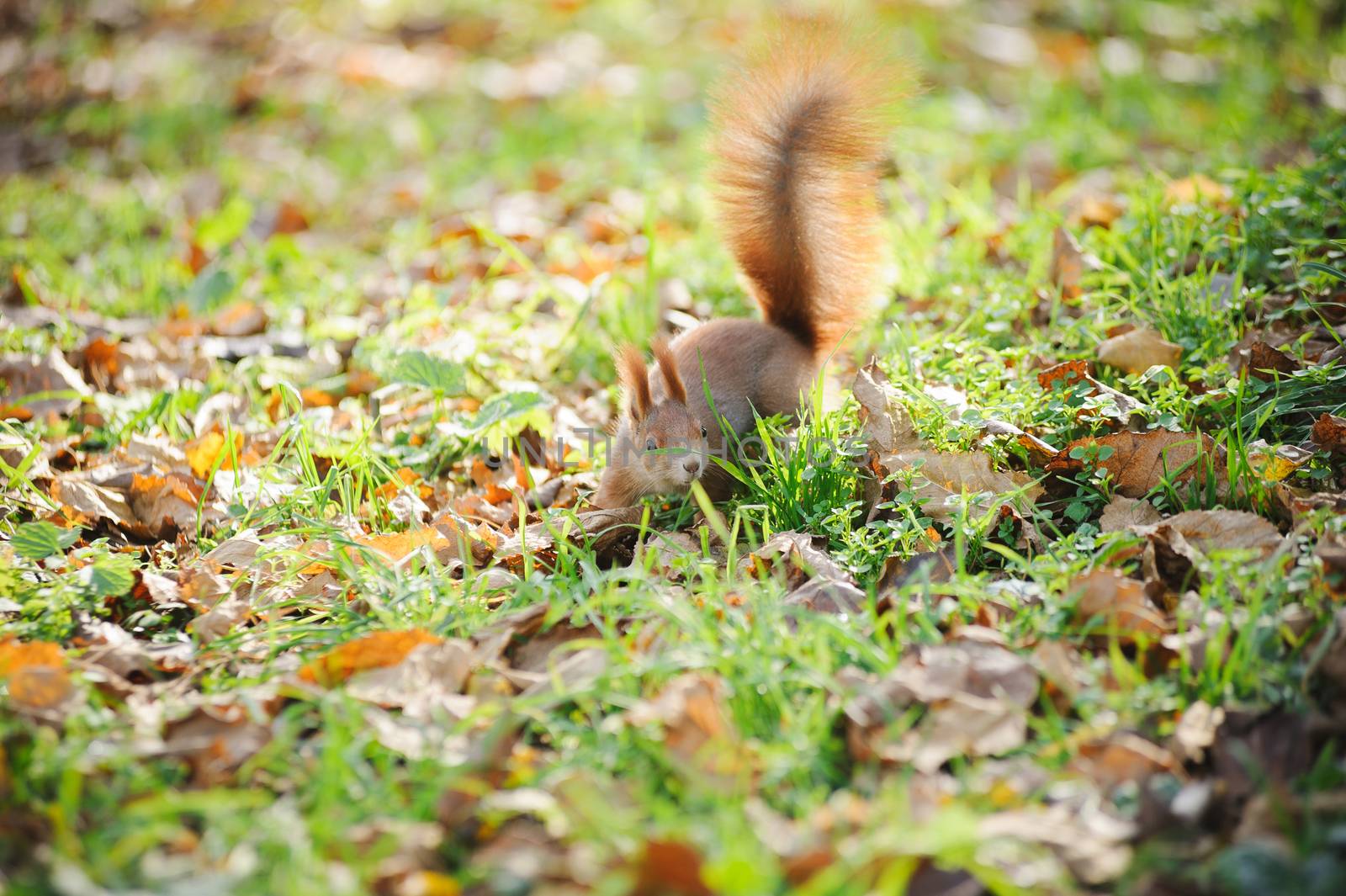 squirrel by eugenelucky