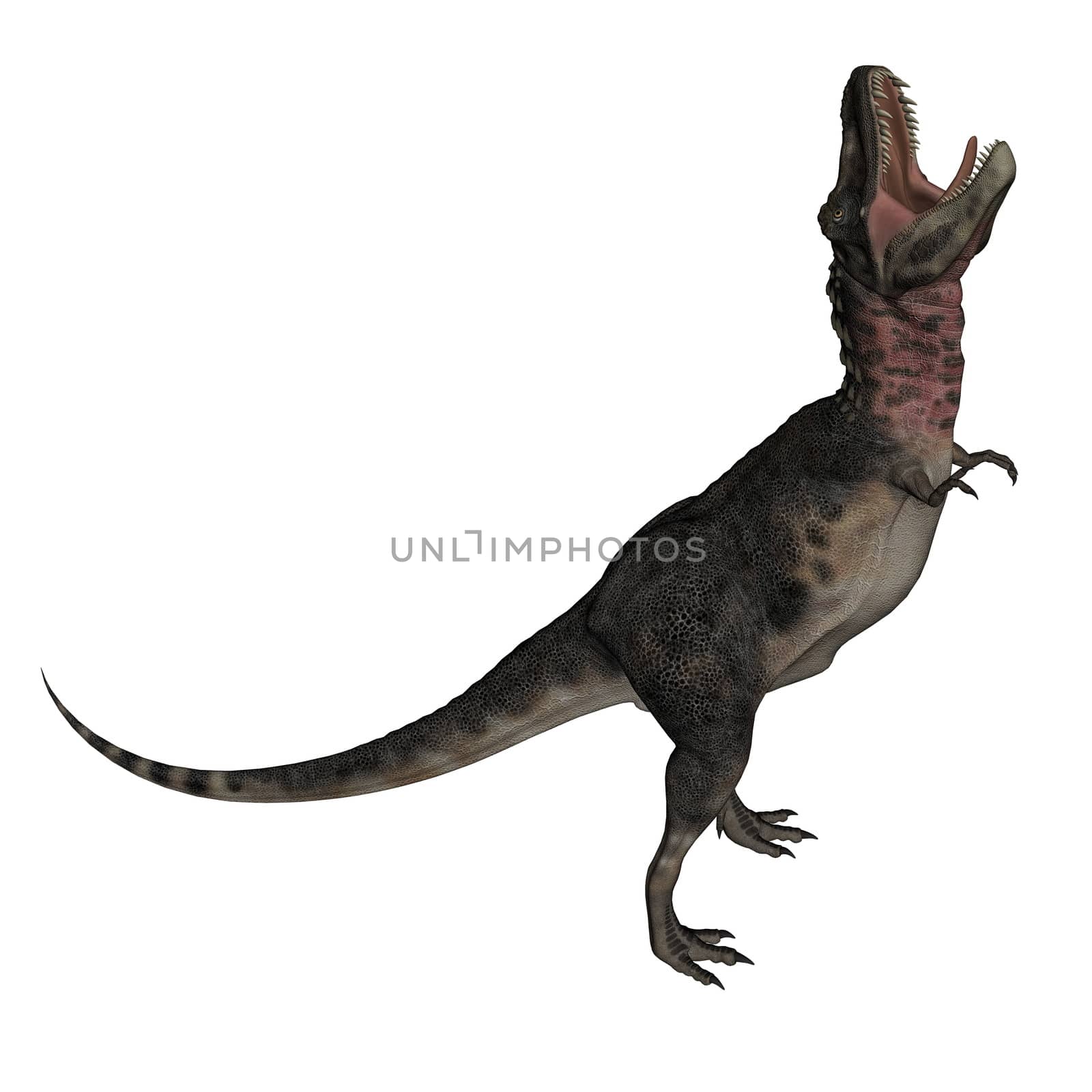 Tarbosaurus dinosaur roaring up isolated in white background - 3D render