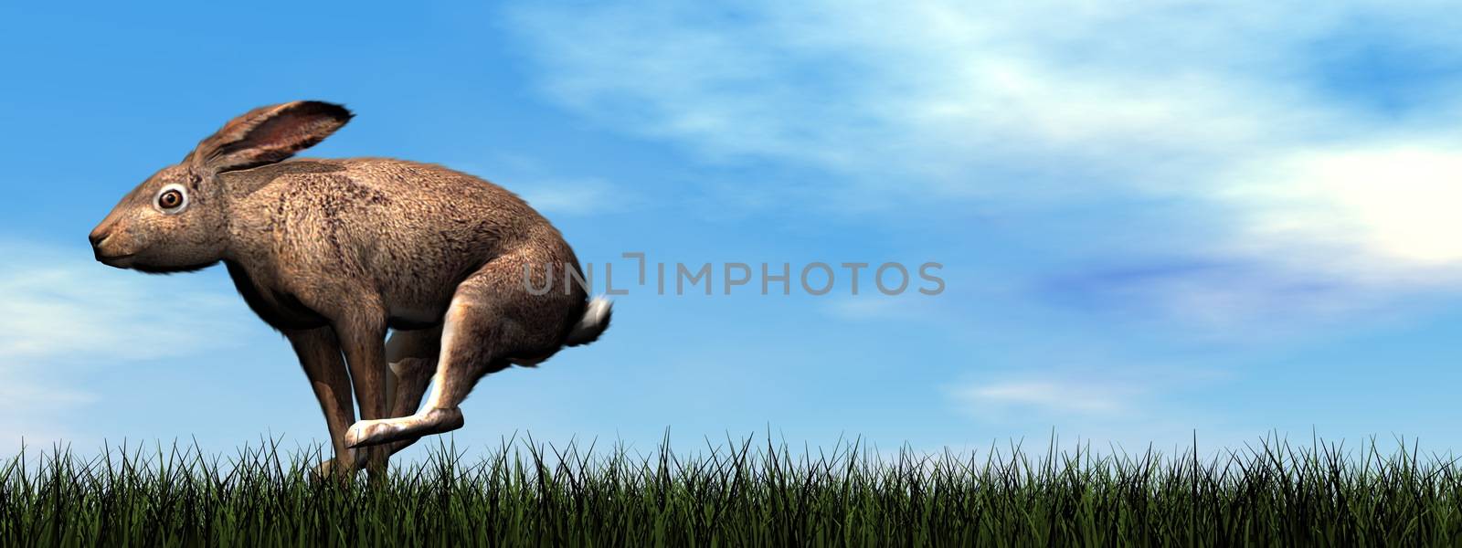 One hare running in the grass by day - 3D render