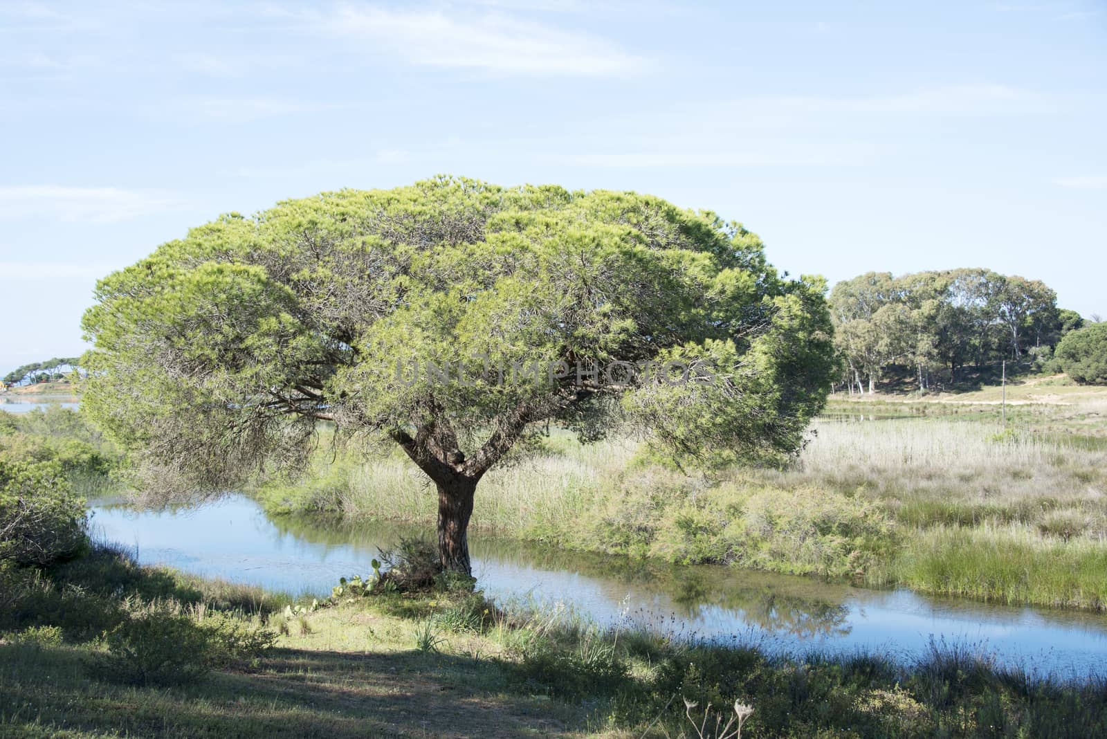 big pine tree on sand road in the portugal area Algarve with blue summer sky in nature area forte sante