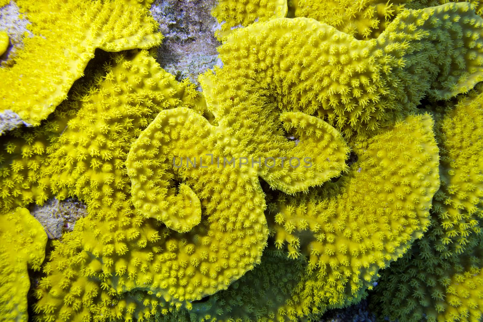  yellow coral turbinaria mesenterina , underwater by mychadre77