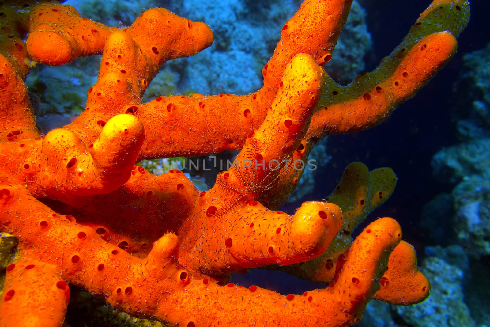 red sea sponge with brittle starfish at the bottom of tropical sea