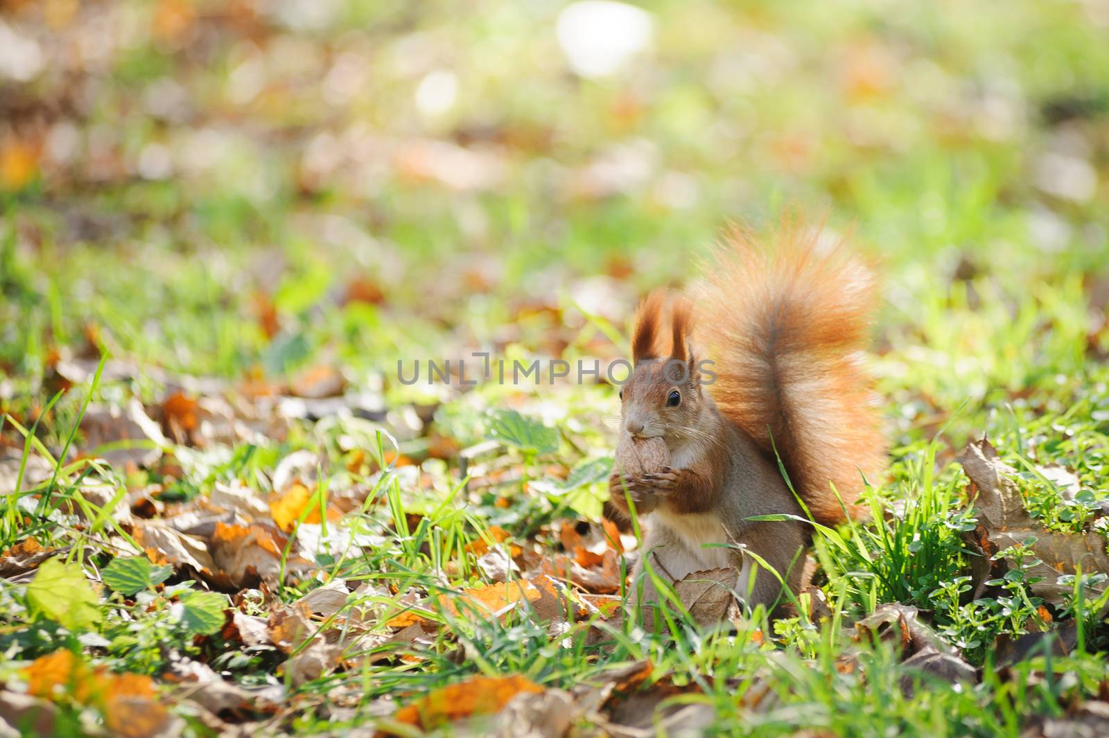 squirrel by eugenelucky