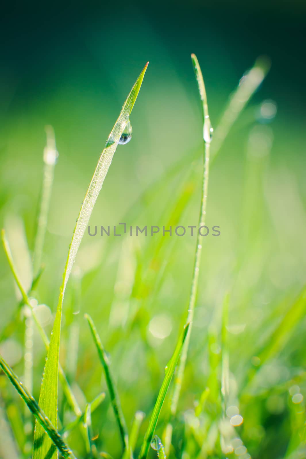 Raindrops on blades of grass