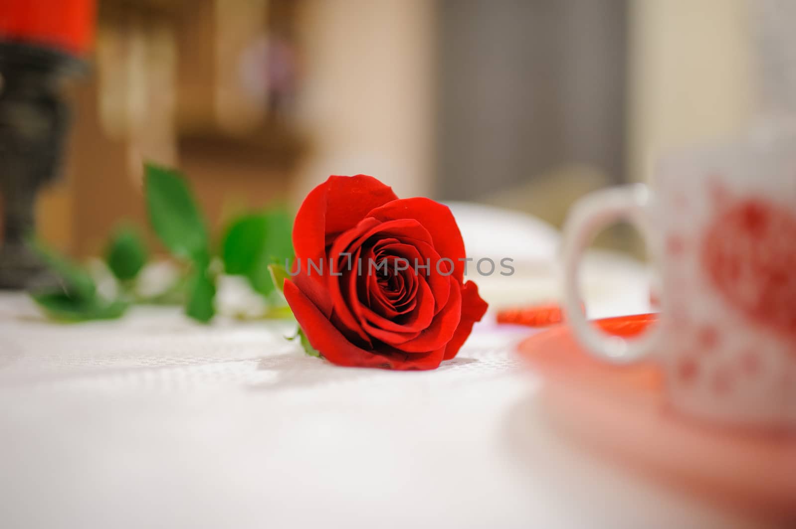 very nice red rose on white table