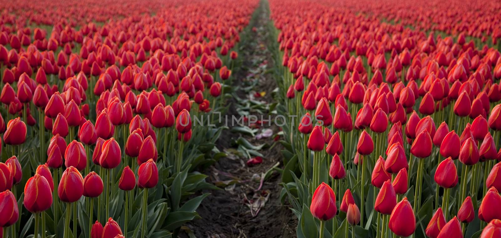 Tulips, colorful background, spring colorful vivid theme by JanPietruszka